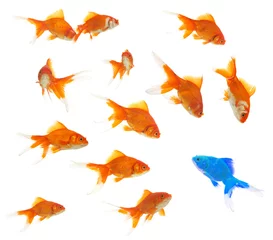 Fotobehang a group of goldfishes with an alien inside © khz