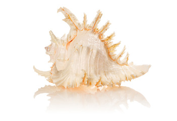 Shell
