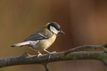Mésange charbonnière (Parus Major)