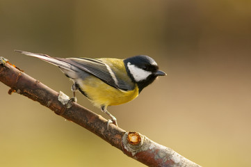Mésange charbonnière (Parus Major)