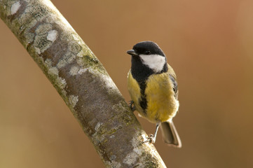 Mésange charbonnière (Parus Major)