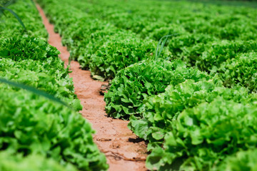 Fototapeta na wymiar Beautiful, big, green cabbage from ecological farm