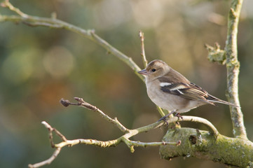Pinson des arbres femelle (Fringilla coelebs)