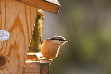 Sitelle torchepot (sitta europaea)