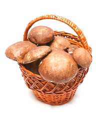 Wattled basket with ceps