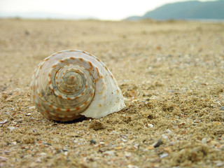 Sea shell on the sand