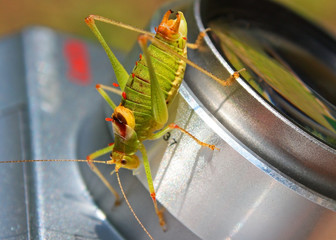 Locust on an objective