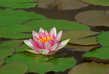 lotus in pond