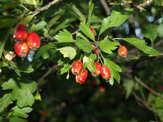 Crataegus © Thor81PL