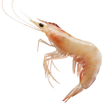 shrimp