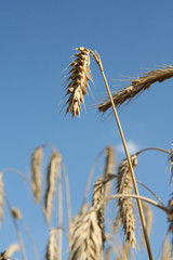 Ears of cereal with blue sky in the background