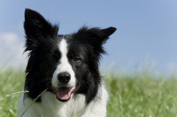 Bordercollie