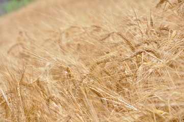 Campo de trigo 1