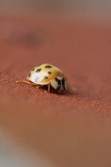 Frühling
