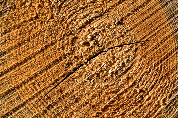 Baumstamm aus hellem Holz mit Ringen, zersägt im Wald