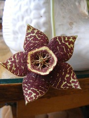 stapelia