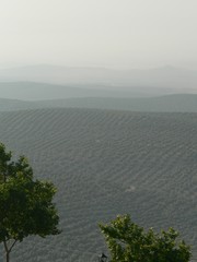 Olivenhaine in Andalusien 01