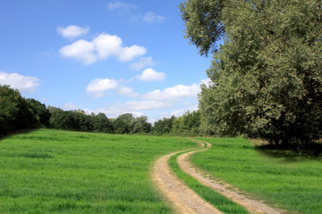 Road near field on forest at summer day