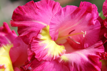 gladiole,blume