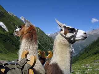 Lamas - llamas © Konstanze Gruber