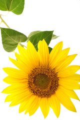 Fototapeta premium sunflower isolated