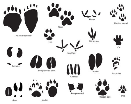 animal traces set
