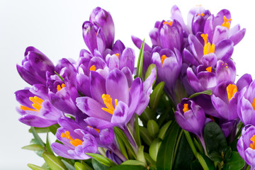 crocus flower