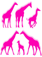 Giraffe in silhouette