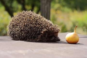 Hedgehog and pear