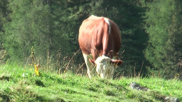 Mucca mentre mangia