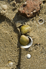 muscheln am strand, sand