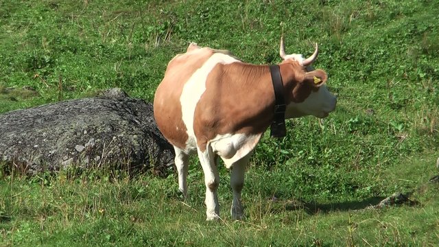 Mucca