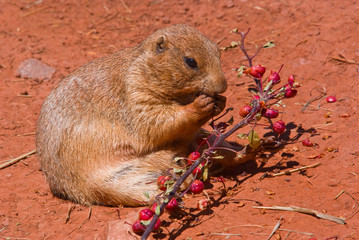 A prairie dog eating