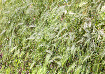 plant background