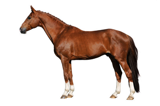 red horse isolated on the white background