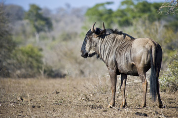 Blue Wildebeest