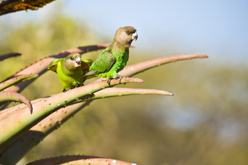 Brown Headed parrots