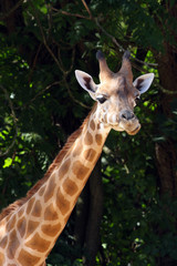 girafe