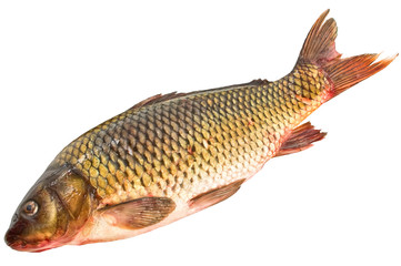 Fototapeta premium Fish