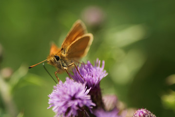 papillon orange