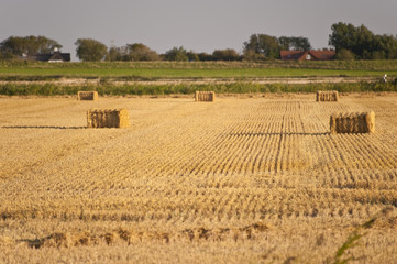 harvest