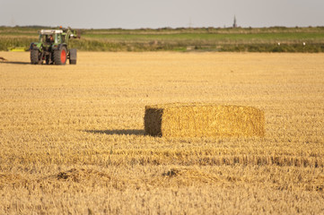 harvest