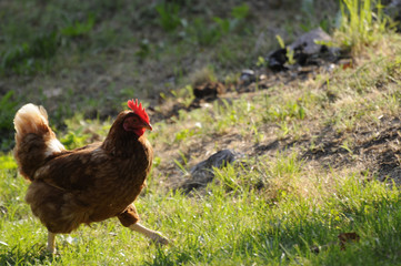 Gallina in campagna