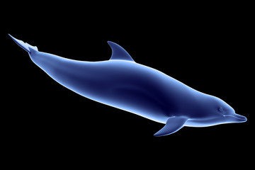 Delfin 3 © Lucianus