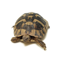Obraz premium turtle isolated