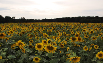 Sonnenblumenfeld