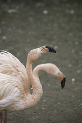 Coppia di fenicotteri Rosa - Phoenicopterus ruber roseus