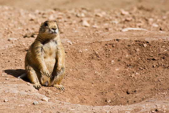 Utah Prairie Dog Near Den Entrance