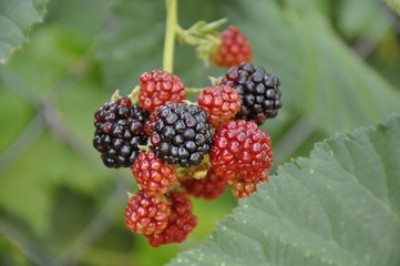 Moras