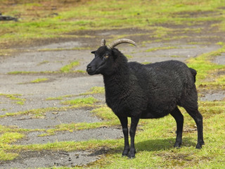 hebridean sheep